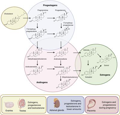 Sex steroid hormones: an overlooked yet fundamental factor in oral homeostasis in humans